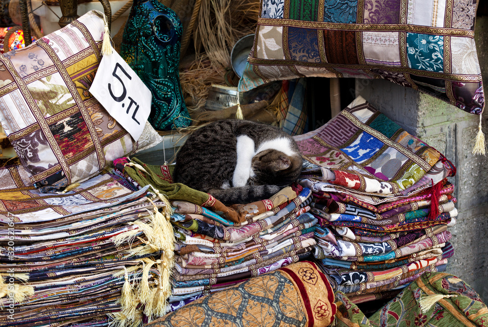 Cat seller sleeps curled up on embroidered pillow