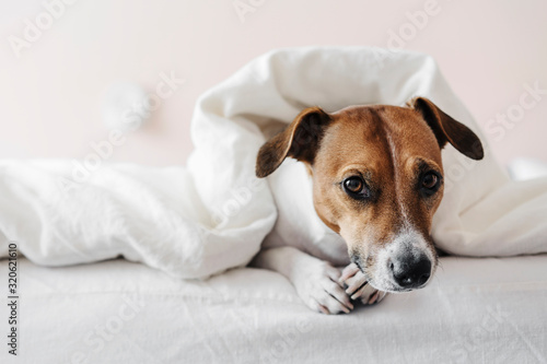 Cute dog Jack Russell Terrier lies on a white bed in a cozy bedroom. © Irina Polonina