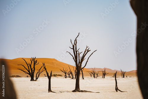 dead trees in hot sand desert with sun
