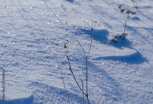 Background of frozen plants covered with snow. Texture of snow and snowflakes. beautiful winter landscape. frozen grass, clear frosty weather. winter season. © Liudmila