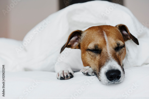 Cute dog Jack Russell Terrier sleeping on a white bed in a cozy bedroom. © Irina Polonina