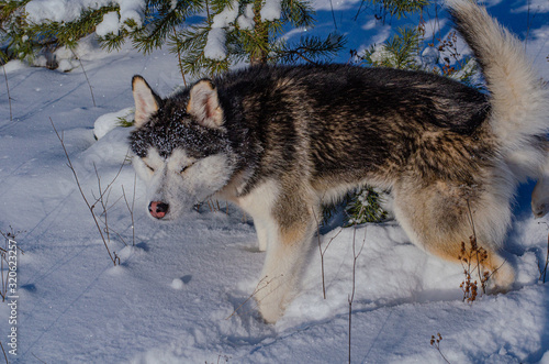 Young Siberian Husky dog black and white color in the snowy winter sunny day outside the city. Close-up of the muzzle and eyes.