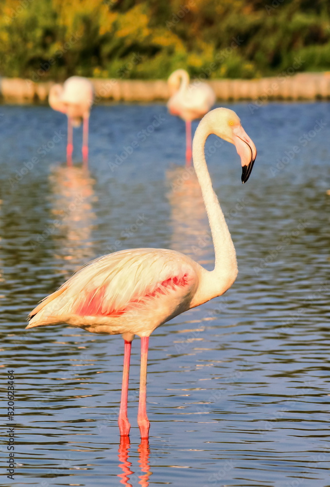 Obraz premium Peaceful flamingo in the water in Camargue, France