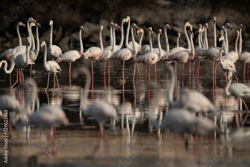 Greater Flamingos and dramatic reflection on water at Tubli bay in the morning, Bahrain © Dr Ajay Kumar Singh
