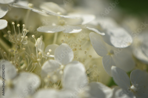 Macro photo of a white hydrangea flower
