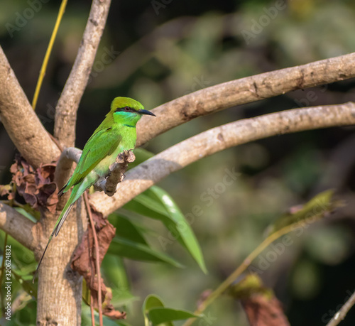 A green bee eater (Merops Orientalis) in the jungles of the Gir National Park in Gujarat, India. photo