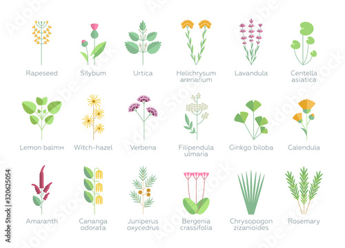 Set of different plants, flowers and herbs. Floral, nature, leaves. Organics for bio spa cosmetics. Vector illustrations in flat design style. White background isolated 