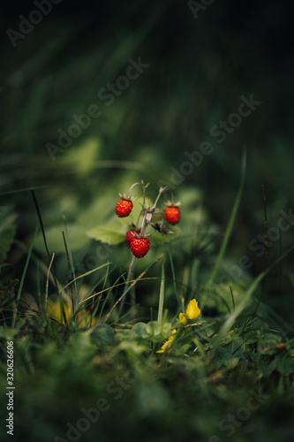 Close up of wild strawberries in the wild forest