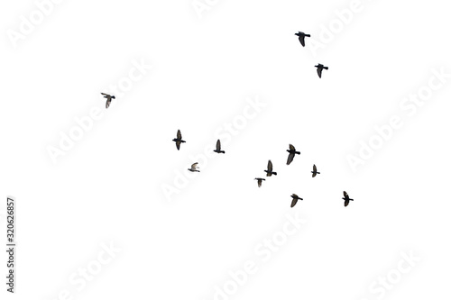 Flocks of flying pigeons isolated on white background. Clipping path.