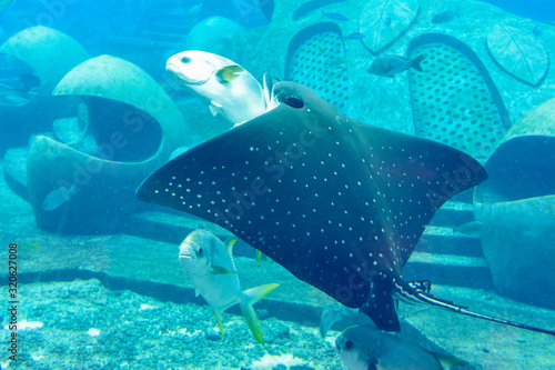 Murais de parede The ocellated eagle ray (Aetobatus ocellatus) is a species of cartilaginous fish in the eagle ray family Myliobatidae