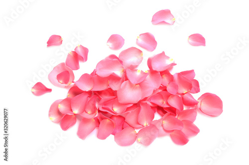 Fresh pink rose petals on white background, top view