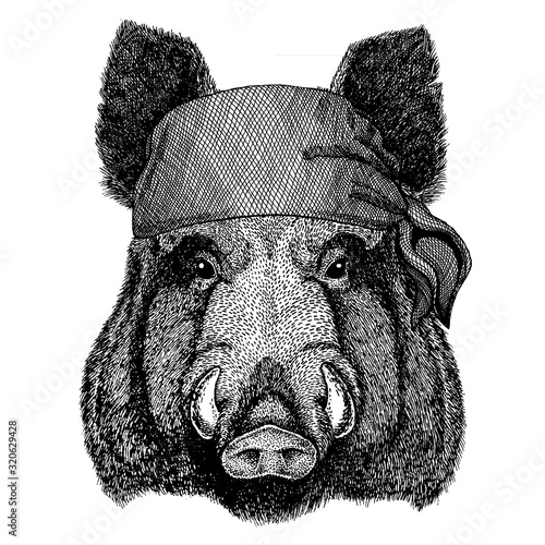 Aper, boar, hog, wild boar. Wild animal wearing pirate bandana. Brave sailor. Hand drawn image for tattoo, emblem, badge, logo, patch