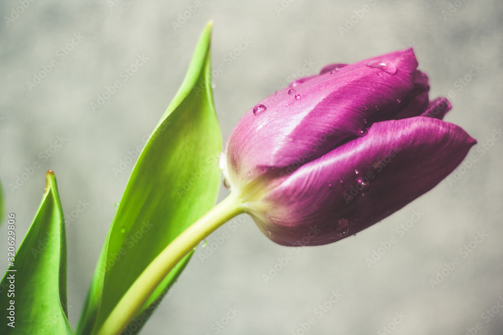 Naklejka premium Fioletowe tulipany na szarym tle różowa wstążka