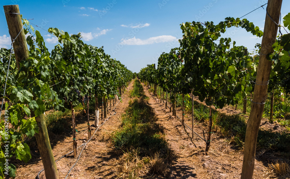 Green Landscape of a plantation of grape-bearing vines in Mendoza, Argentina.