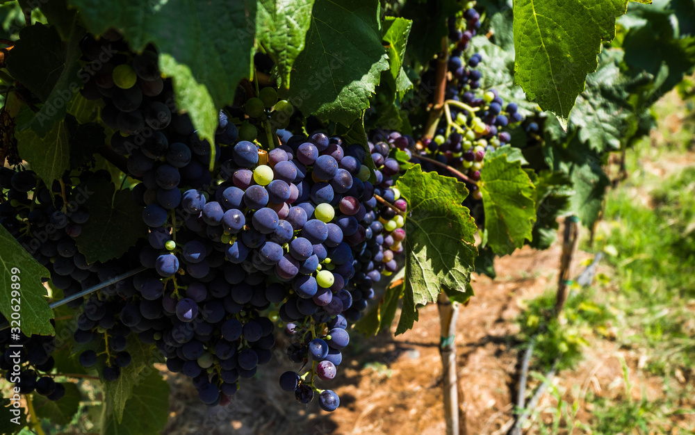 Grapevine in Mendoza, Argentina. Wine production.