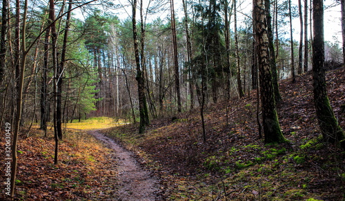 Fototapeta Naklejka Na Ścianę i Meble -  Path in the forest