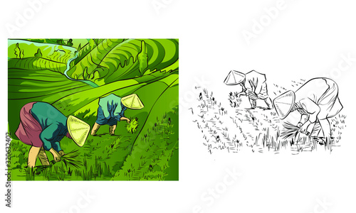 rice field terraces in the mountains landscape, Vector rice or tea plantation on a cascading field on a mountain in China, Vietnam or the Philippines with green trees, forest trees, Illustration of th