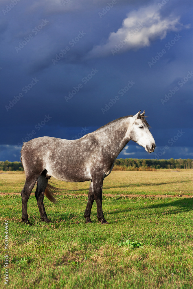 Grey andalusian breed horse standing in a bright scenic field in summer against gloomy dark blue sky before rain. Grey andalusian breed horse standing in a bright scenic field in summer against gloomy dark blue sky before rain.