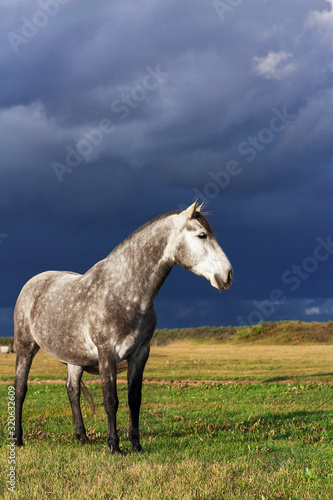 Grey andalusian breed horse standing in a bright scenic field in summer against gloomy dark blue sky before rain.  © aurency