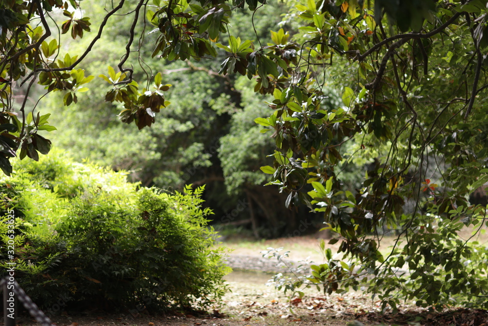 Fototapeta premium park