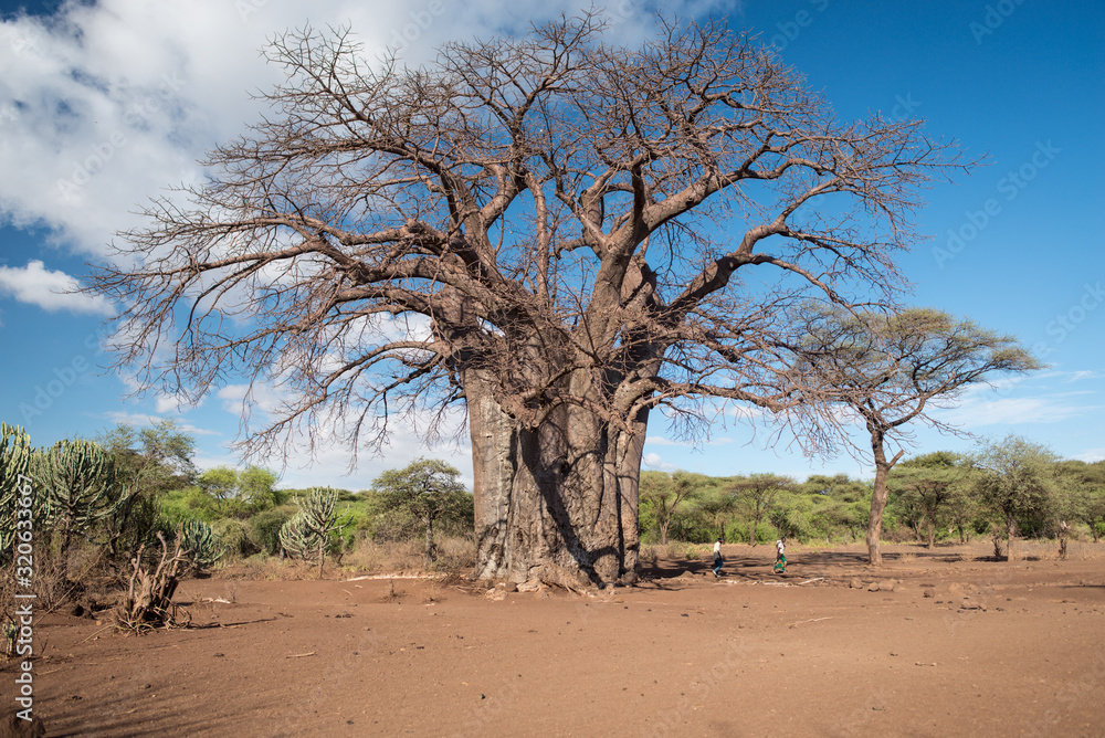 Tanzania, East Africa - November, 2016: Natives in casual wear among big trees at exotic countryside Tanzania, East Africa - November, 2016: Natives in casual wear among big trees at exotic countryside