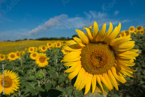 girasoli