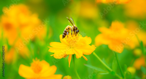 Spring sign daisy honey bee on flower