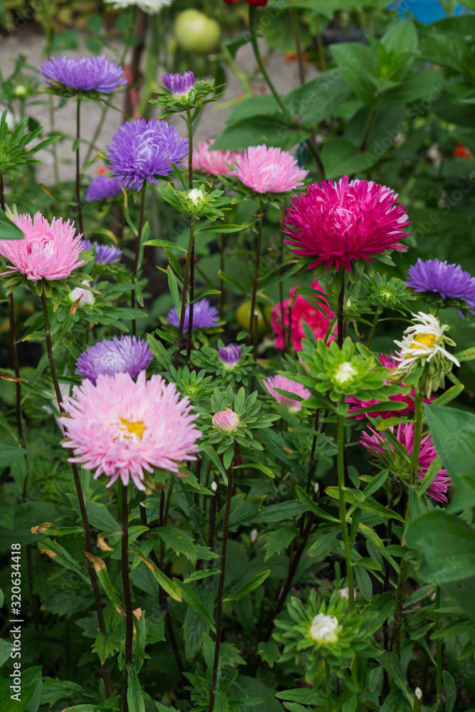 Multi-colored asters on a flowerbed in a park.