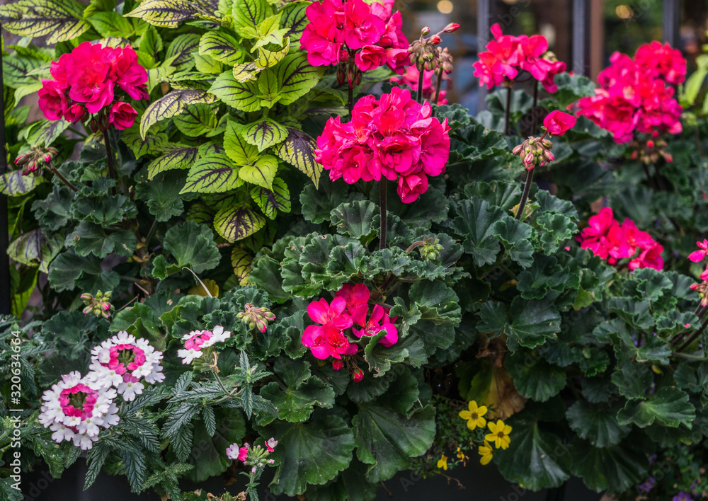 Flower pot with pink geranium flowers and other flowers on the fence. Flower pot with pink geranium flowers and other flowers on the fence.