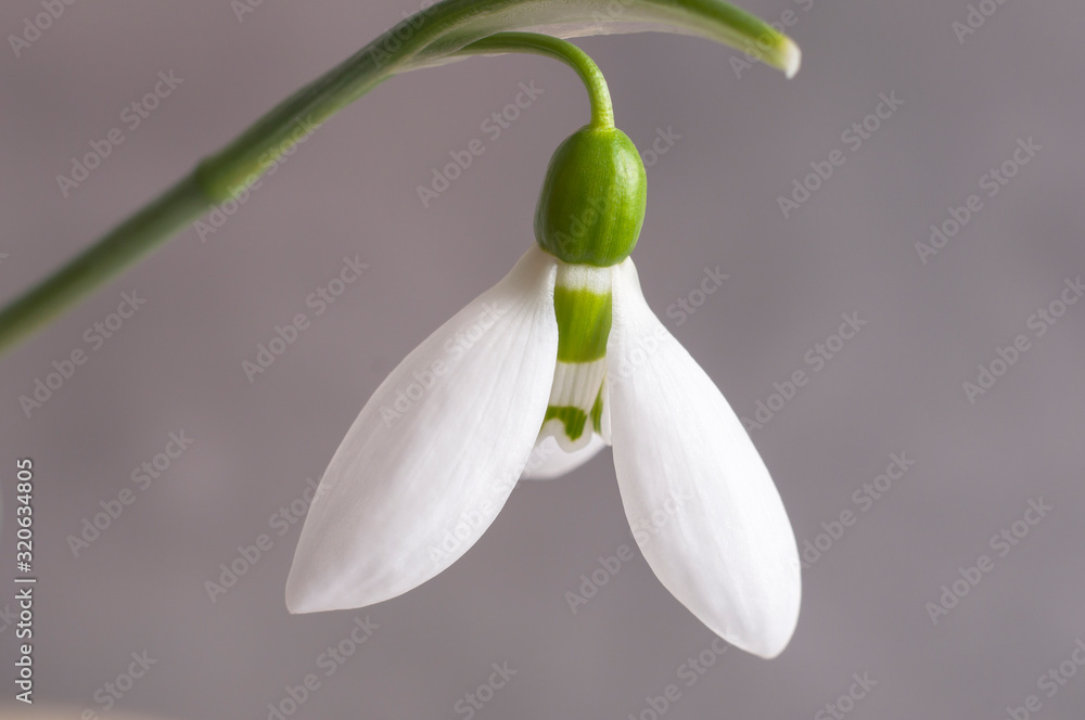 White snowdrop on a grey background,First spring flowers.Copy space White snowdrop on a grey background,First spring flowers.Copy space