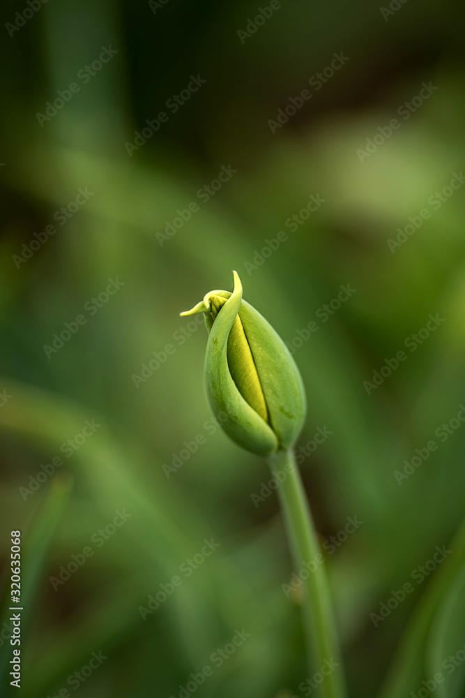 still closed tulip blossom, later yellow blooming still closed tulip blossom, later yellow blooming