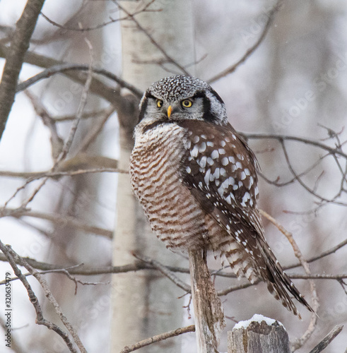 Norther Hawk Owl in Winter