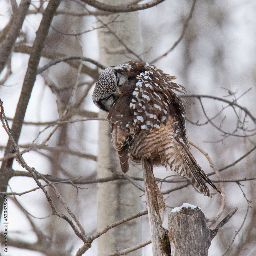 Obraz premium Norther Hawk Owl in Winter