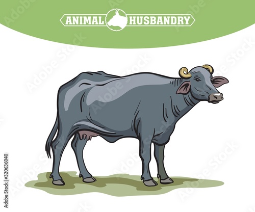 breeding cow. animal husbandry. livestock illustration on a white