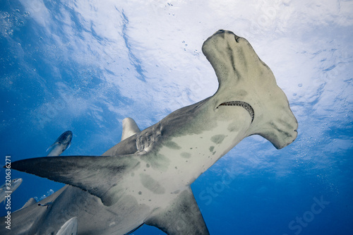 Great Hammerhead diving in the Bahamas