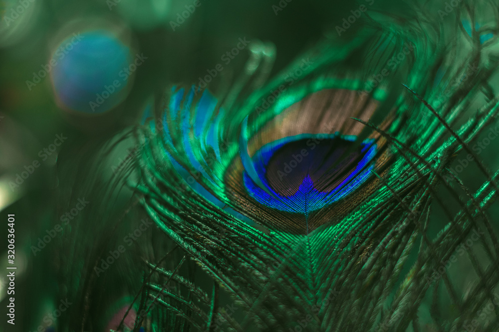 Naklejka premium Feather