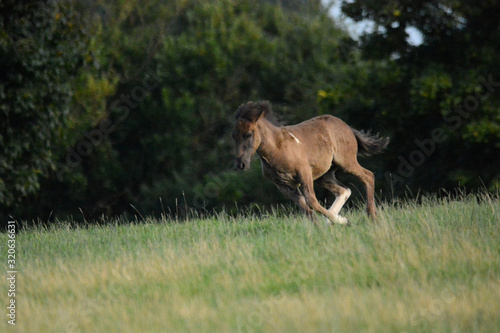 young horses in nature
