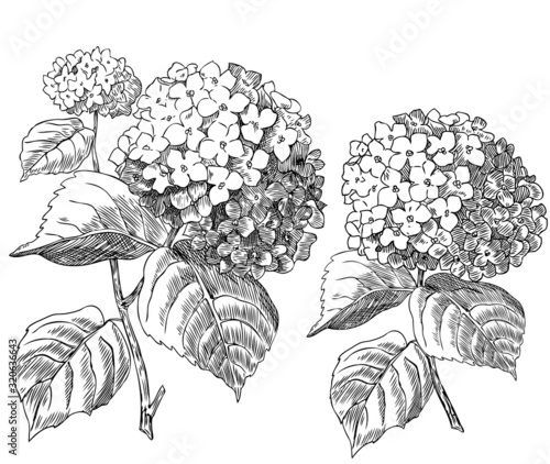 Hydrangeas set 