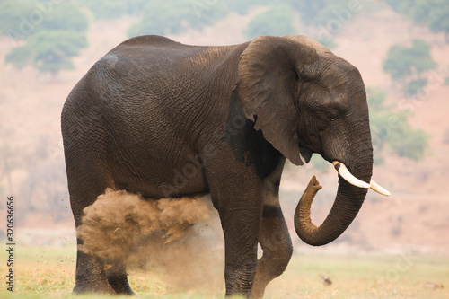 ELEFANTE LÍDER DE LA MANADA
