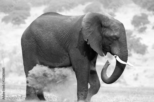 ELEFANTE EN BLANCO Y NEGRO