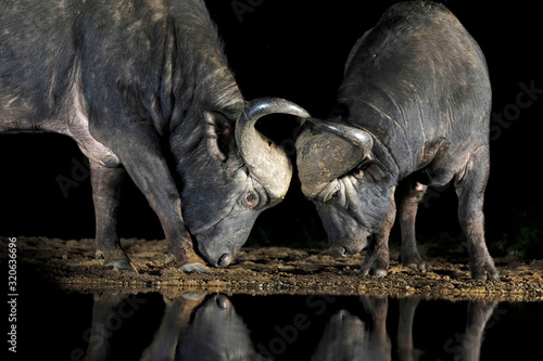 BÚFALOS EN LA NOCHE