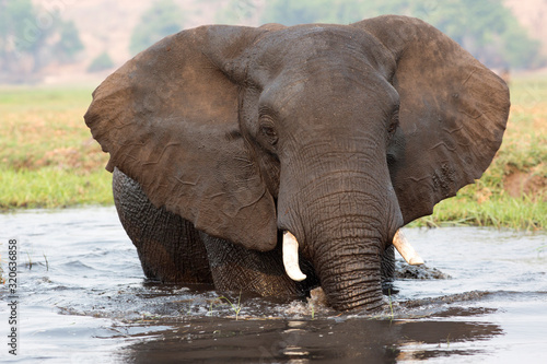 BELLA MUESTRA DE UN ESPÉCIMEN MACHO DE LA MANADA 