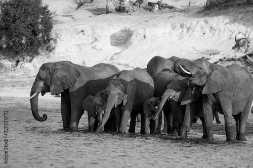 BLACK AND WHITE ELEPHANTS