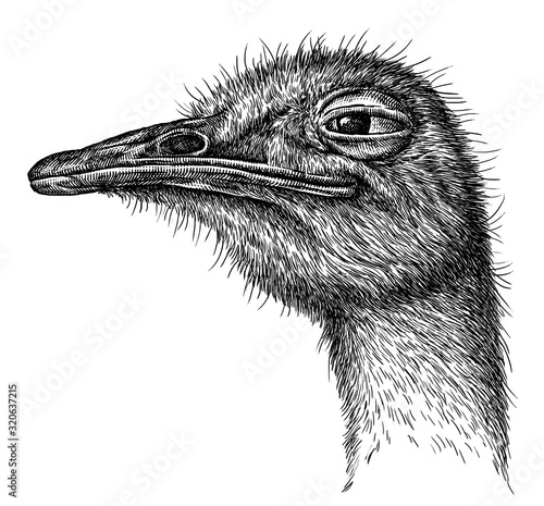 black and white engrave isolated ostrich illustration photo