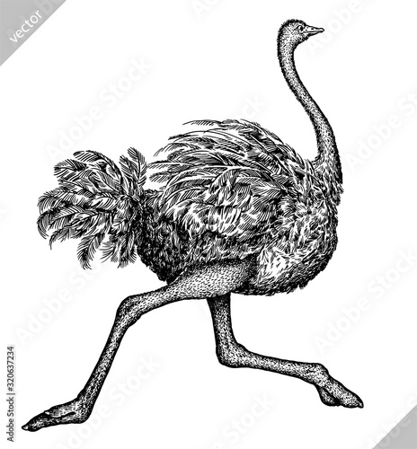 black and white engrave isolated ostrich vector illustration