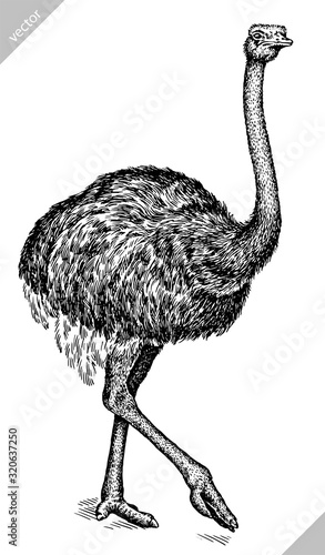 black and white engrave isolated ostrich vector illustration