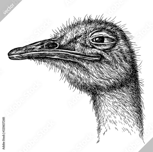 black and white engrave isolated ostrich vector illustration