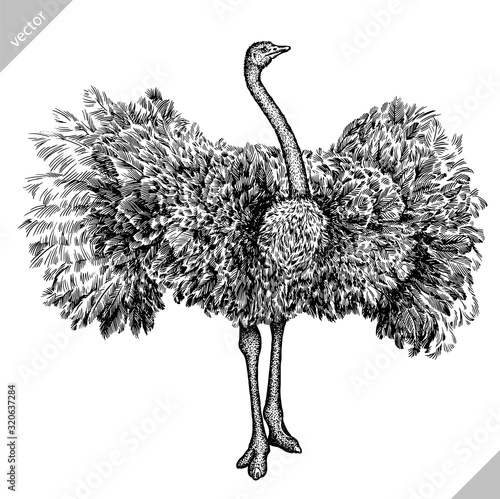 black and white engrave isolated ostrich vector illustration