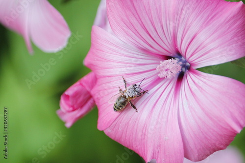 Nahaufnahme einer Biene sitzt auf der Blüte einer rosa Malve mit Blütenstaub auf den Flügeln, Apis