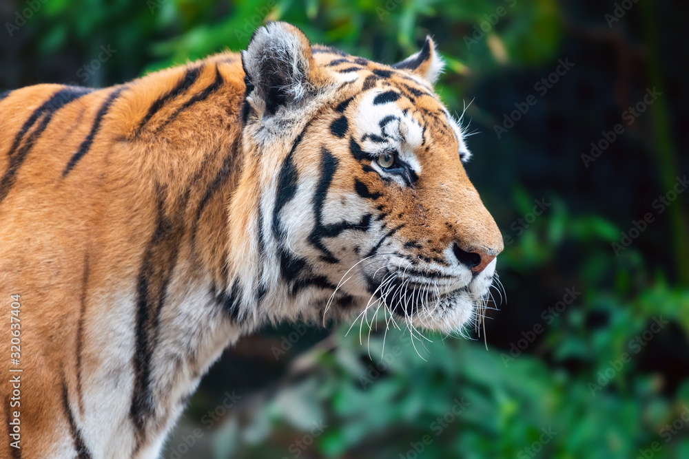 Close up Tiger on trees background Close up Tiger on trees background